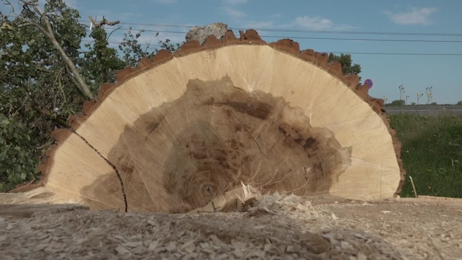 wt-a-drzewa-runa.mp4