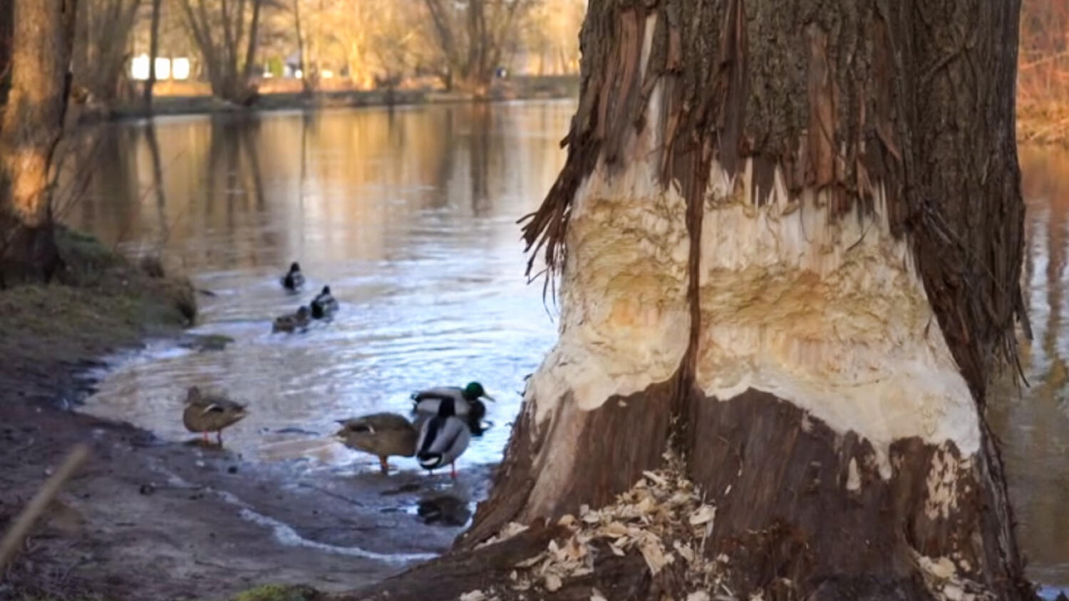 sr-bobry-grasuja-na-rzece.mp4