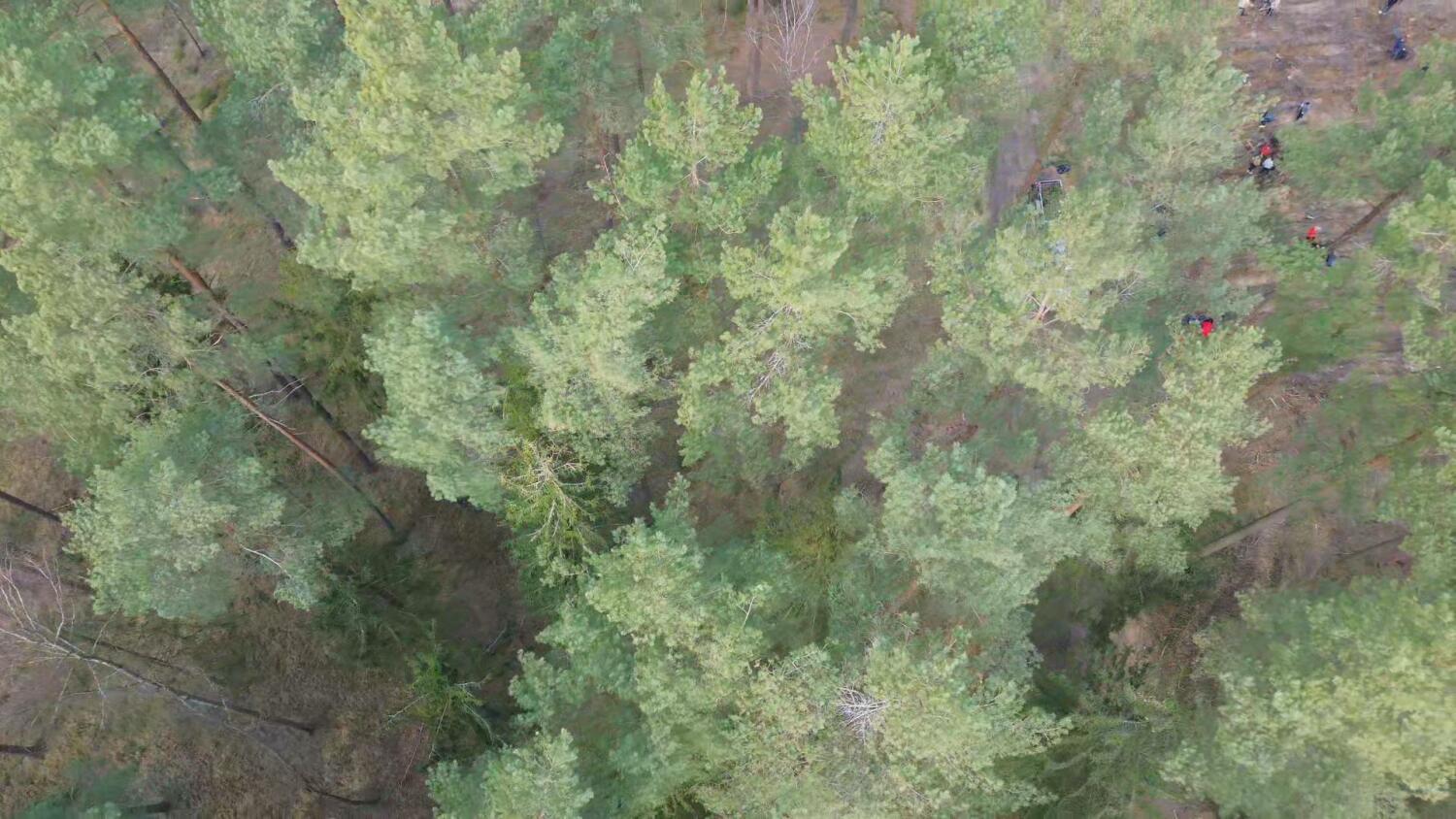 sr-posadzili-2500-drzew.mp4