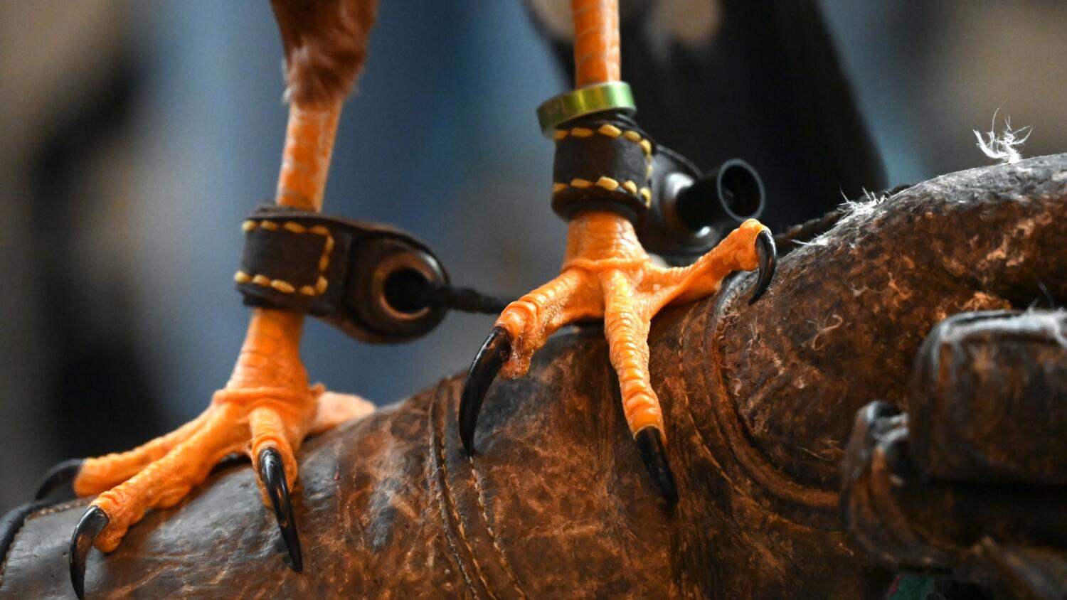 sr-akademia-jantara.mp4