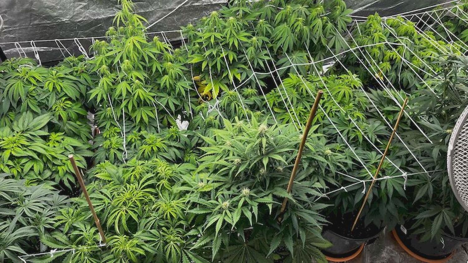 sr-domowa-uprawa-konopi.mp4