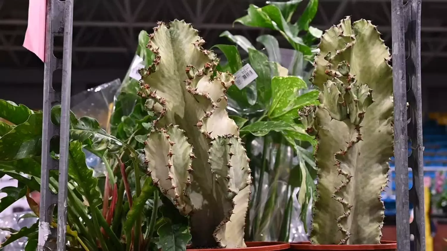 wt-gryfia-rozkwitla.mp4