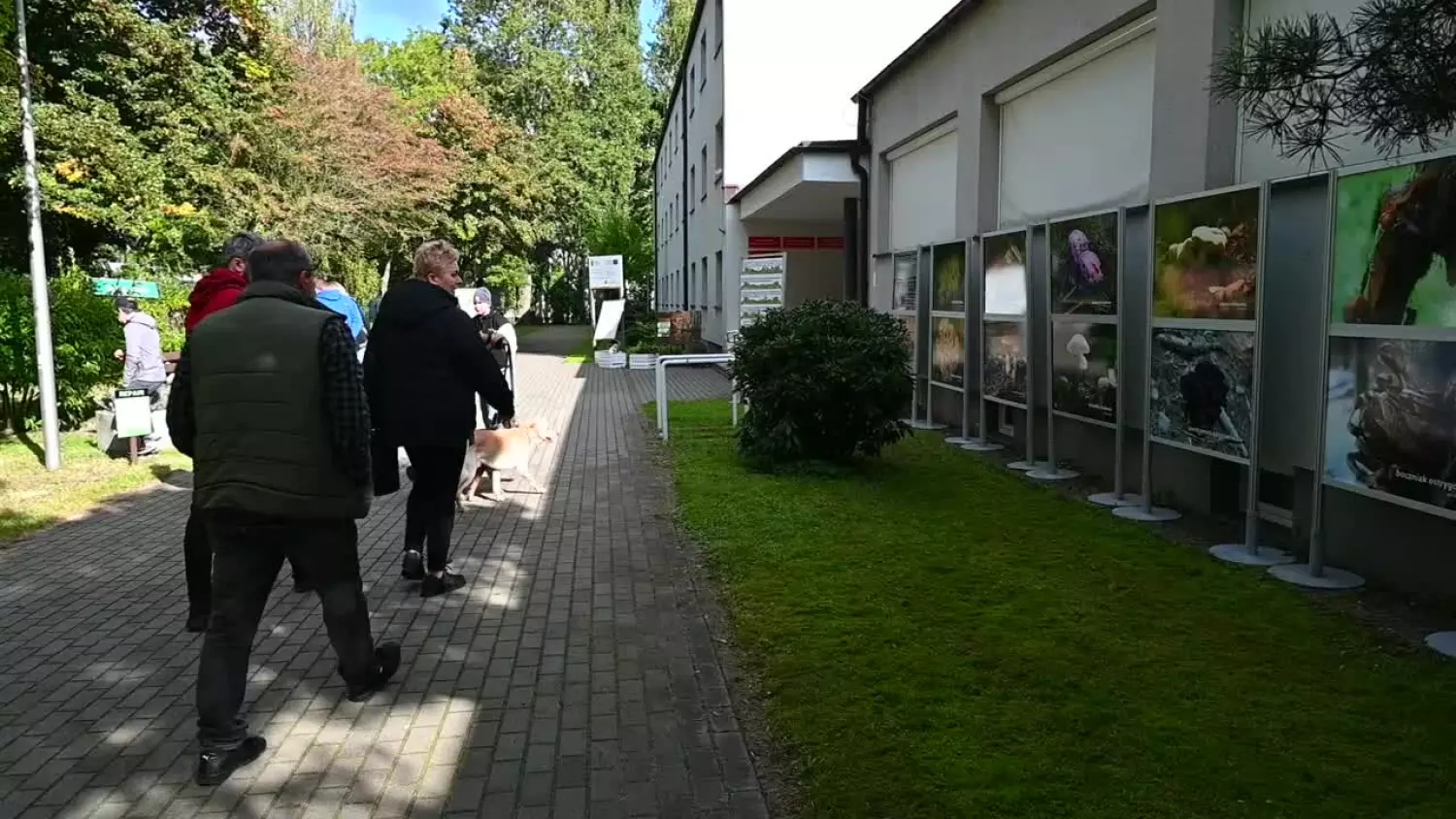 sr-co-to-za-grzyb.mp4