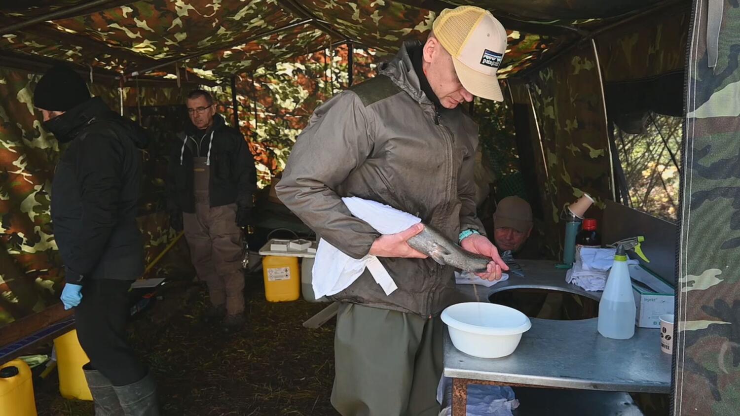 czw-sztuczne-tarlo.mp4