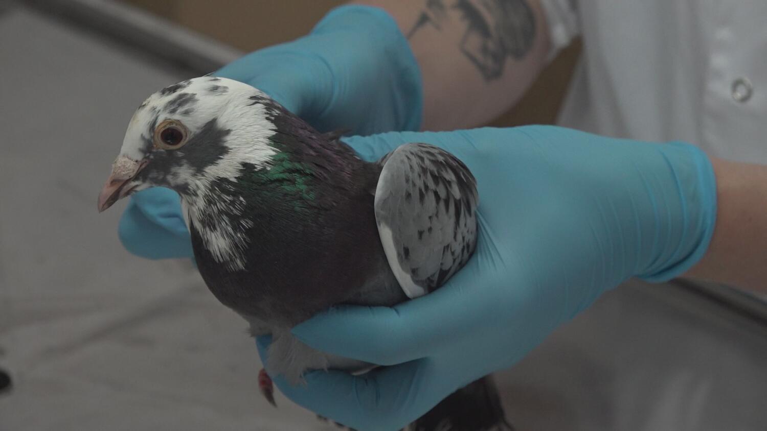 wt-zlote-i-srebrne-tarcze-dla-slupskich-szkol.mp4