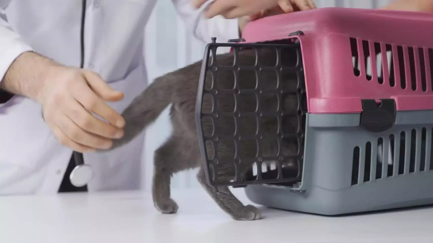 czw-zaczipuj-swojego-psa-i-kota.mp4