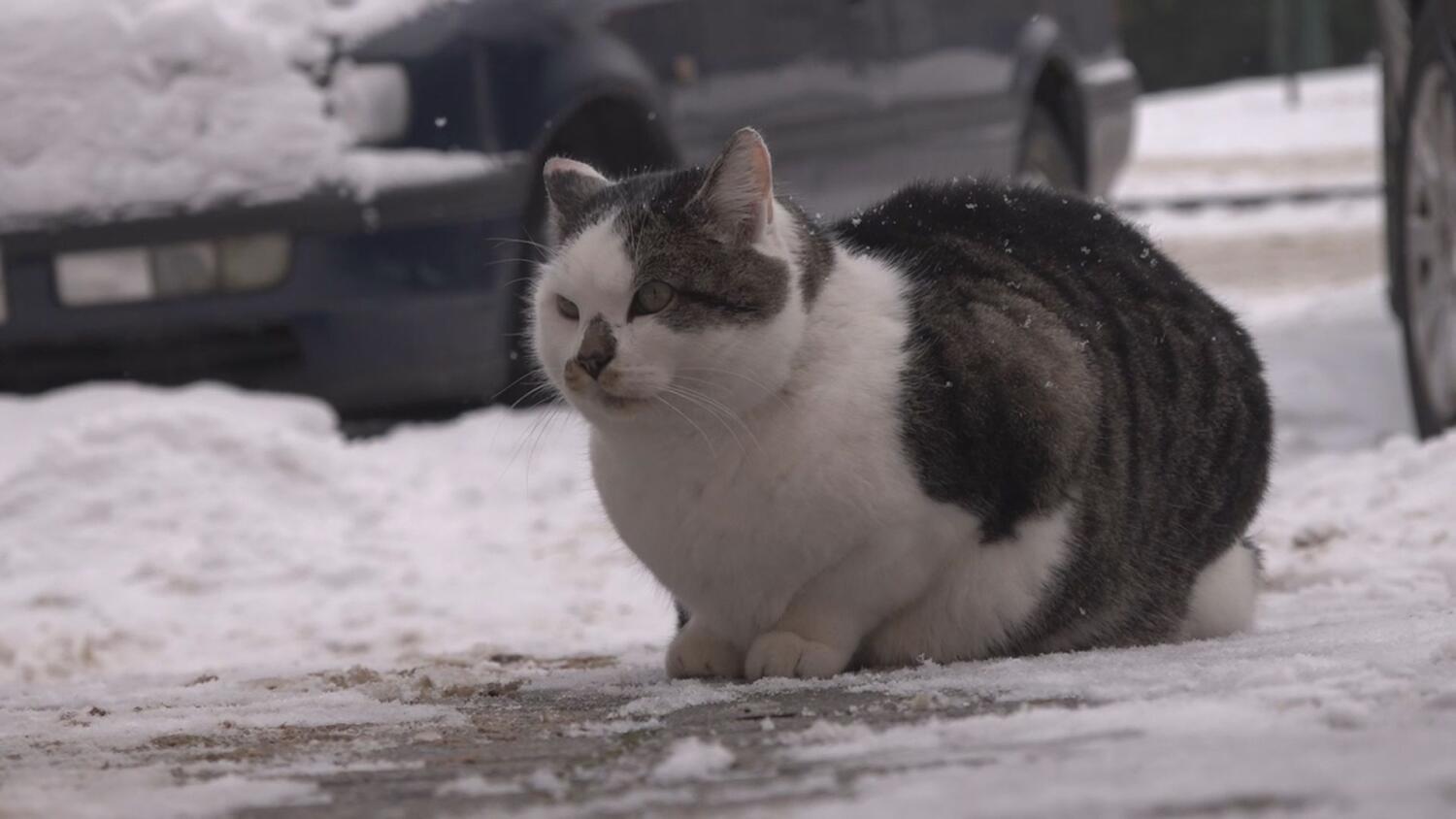 czw-zaczipuj-swojego-psa-i-kota.mp4